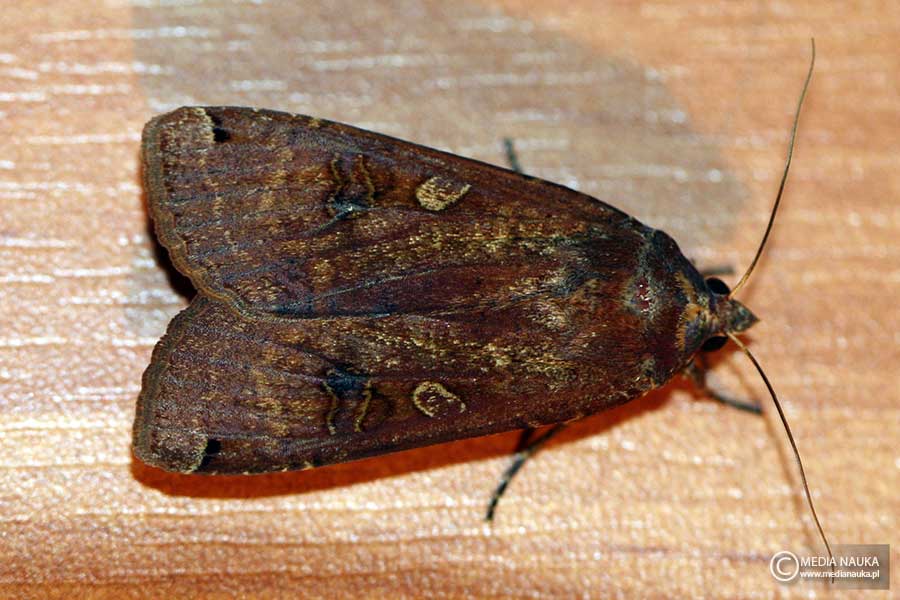 rolnica tasiemka (Noctua pronuba)
