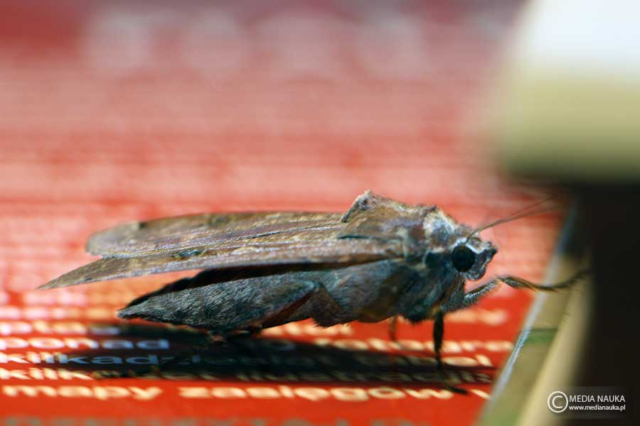 rolnica tasiemka (Noctua pronuba)