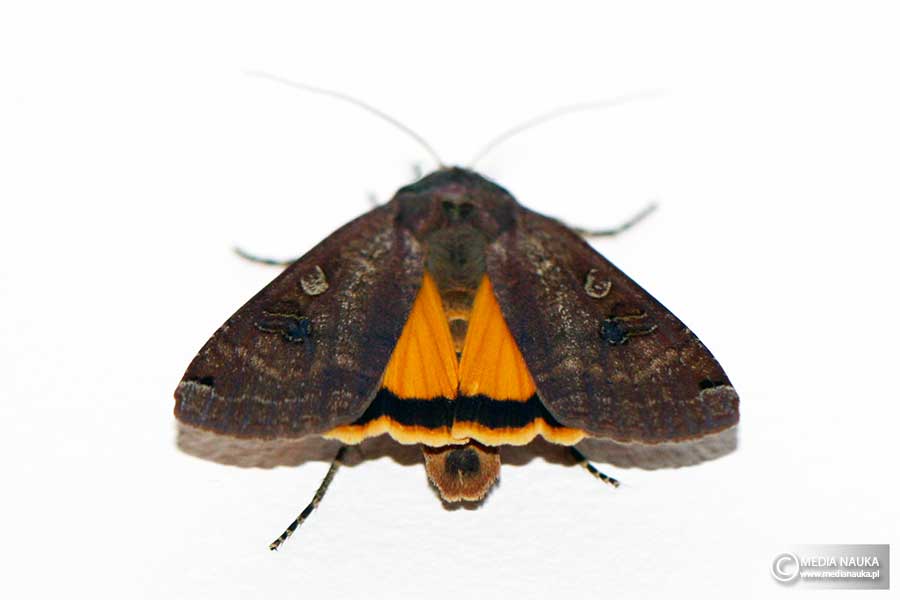 rolnica tasiemka (Noctua pronuba)