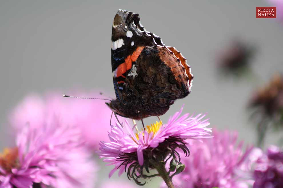 rusałka admirał (Vanessa atalanta)