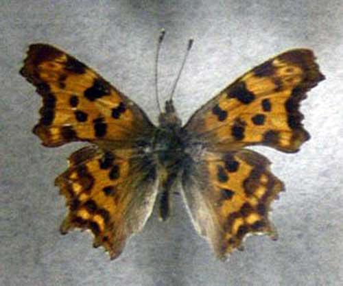 rusałka ceik (Polygonia c-album)