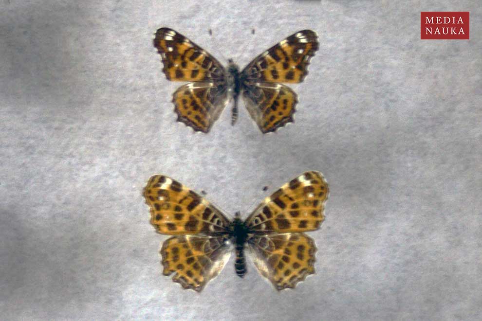 rusałka kratkowiec (Araschinia levana)