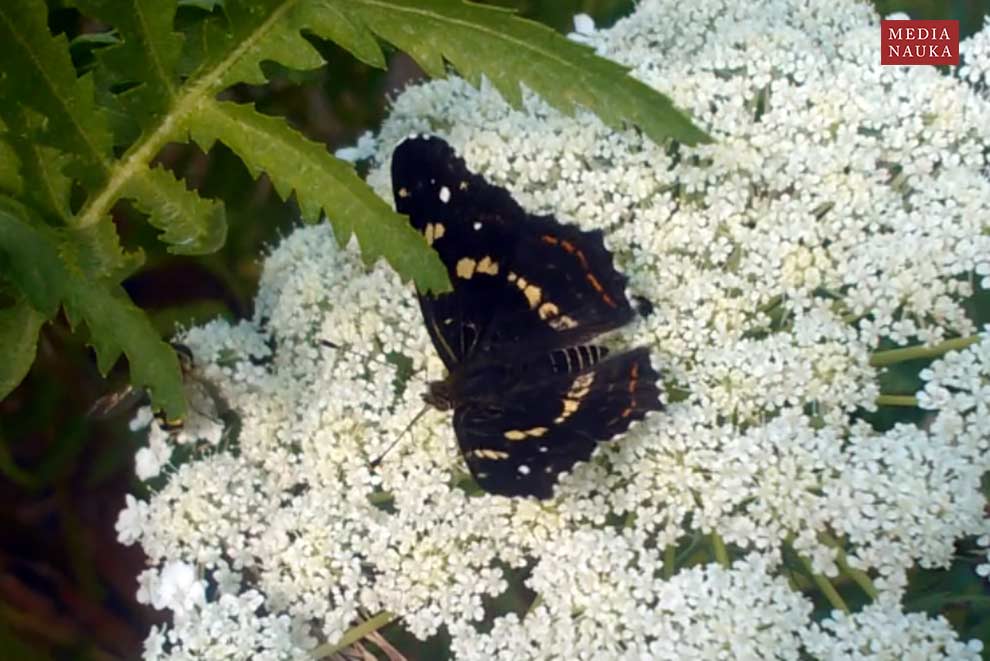 rusałka kratkowiec (Araschinia levana)