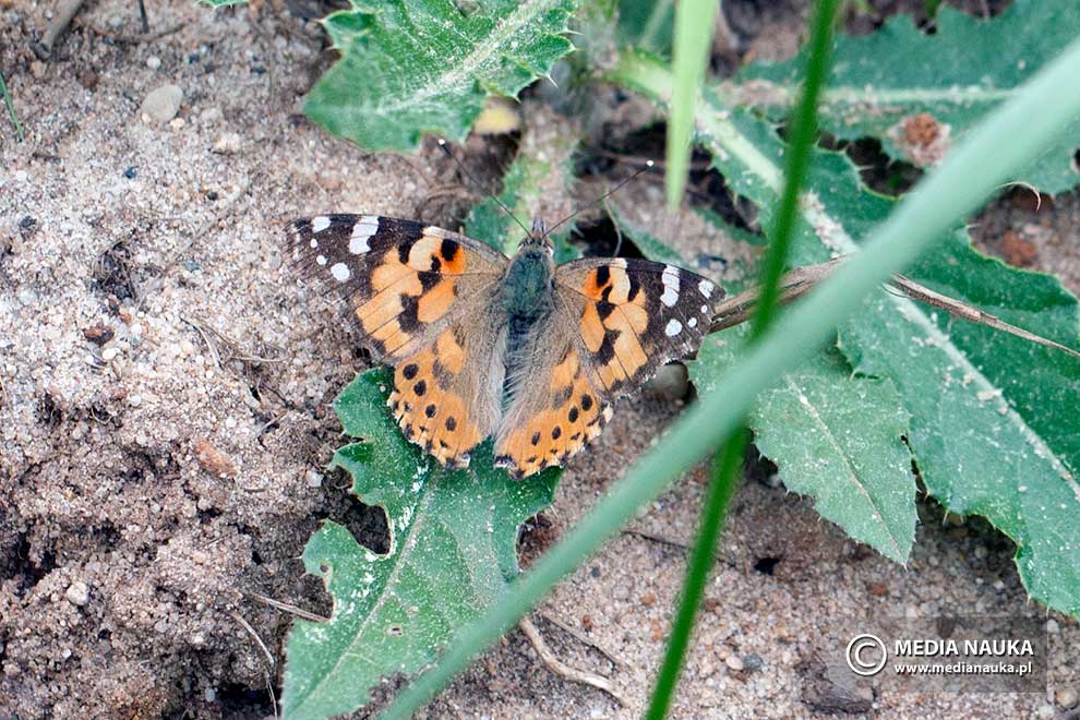 rusałka osetnik (Vanessa cardui)