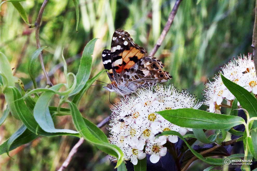 rusałka osetnik (Vanessa cardui)