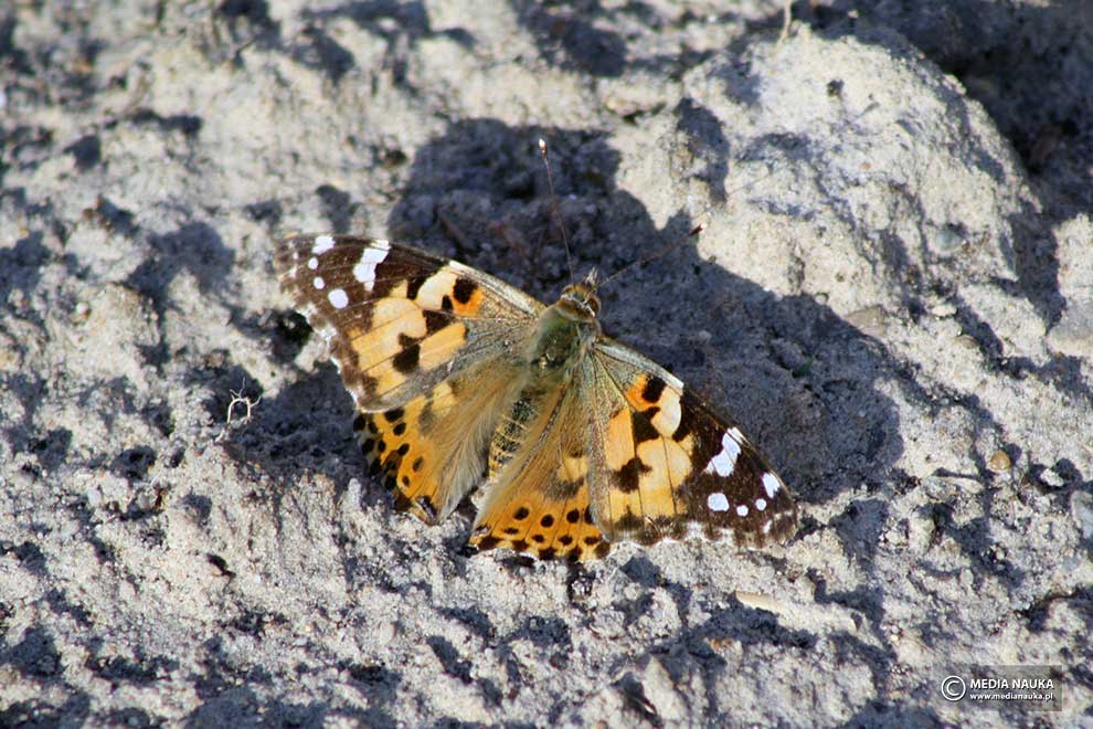 rusałka osetnik (Vanessa cardui)