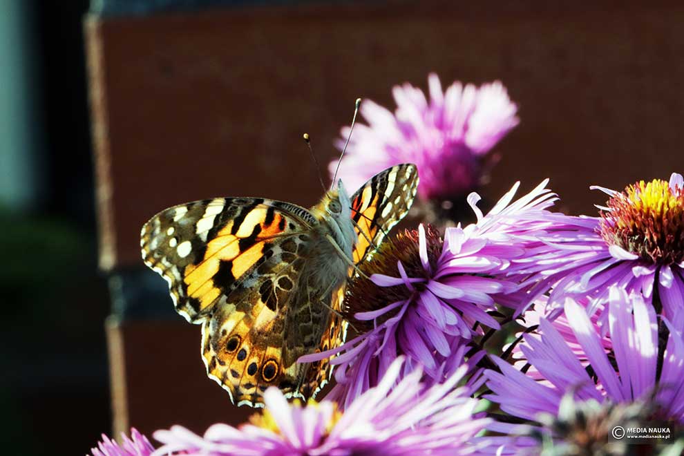 rusałka osetnik (Vanessa cardui)