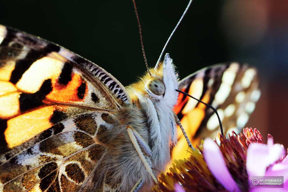 rusałka osetnik (Vanessa cardui)