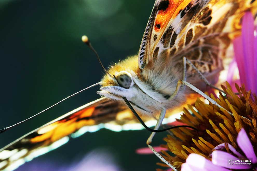 rusałka osetnik (Vanessa cardui)