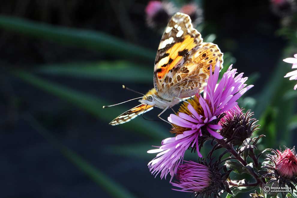 rusałka osetnik (Vanessa cardui)