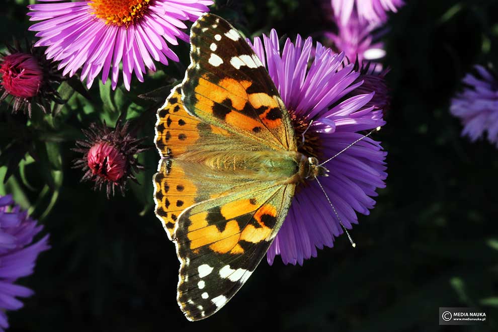 rusałka osetnik (Vanessa cardui)