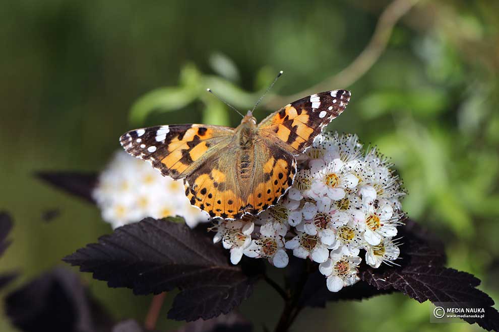 rusałka osetnik (Vanessa cardui)