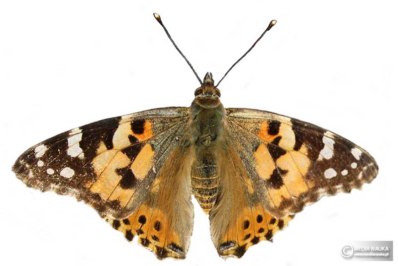 rusałka osetnik (Vanessa cardui)