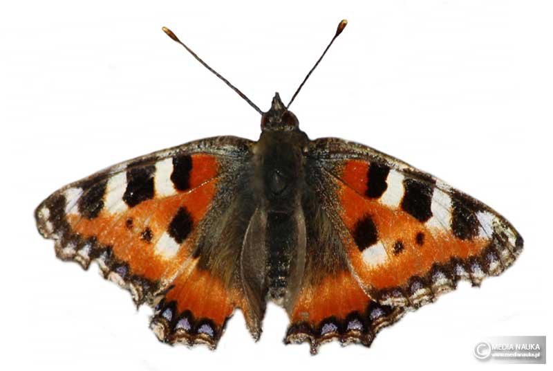 rusałka pokrzywnik (Aglais urticae)