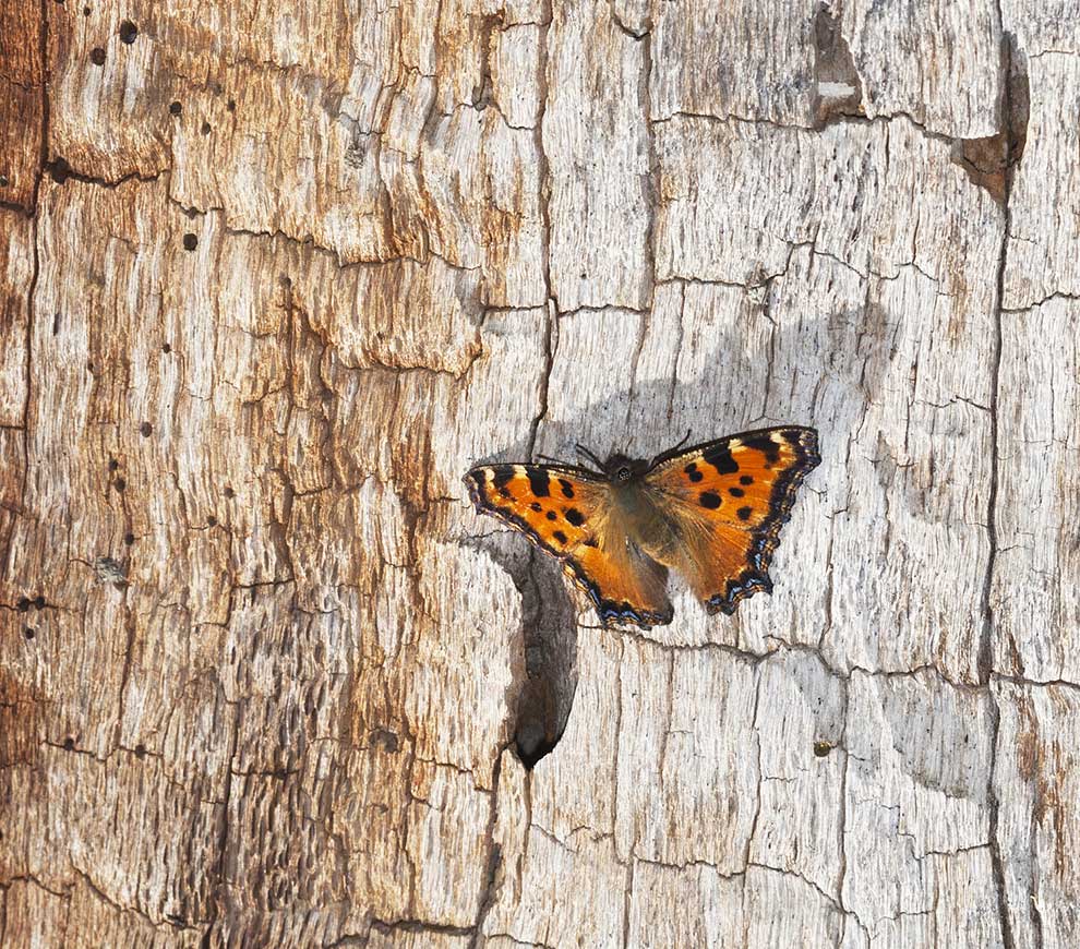 Rusałka wierzbowiec (Nymphalis polychloros)
