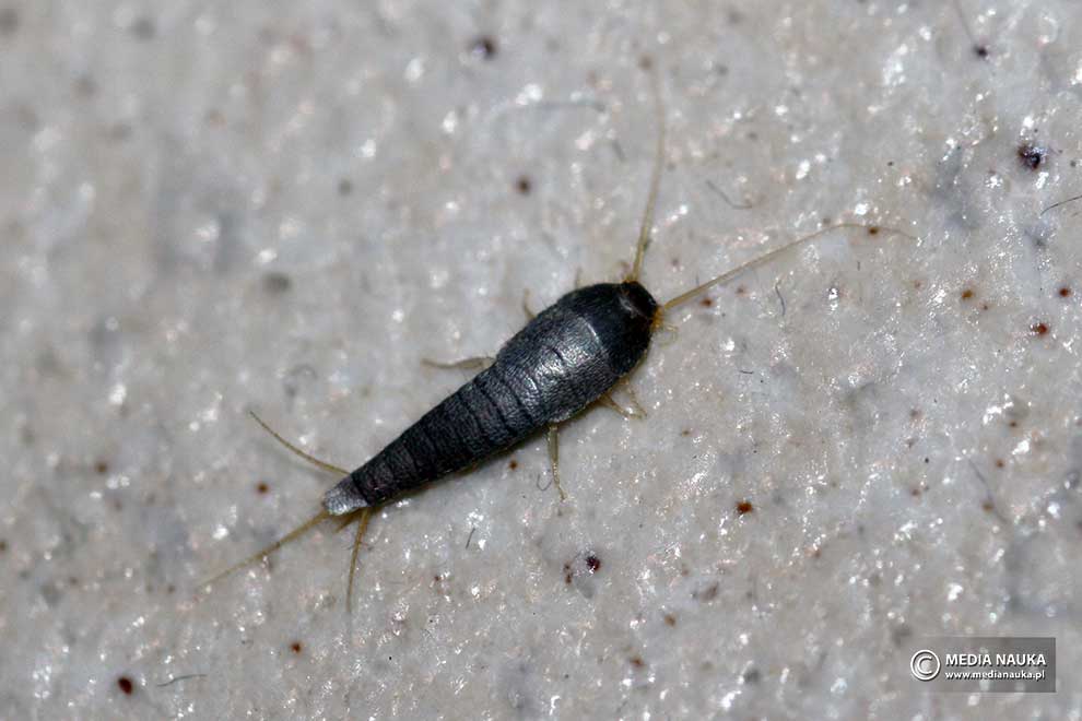 rybik cukrowy (Lepisma saccharina)