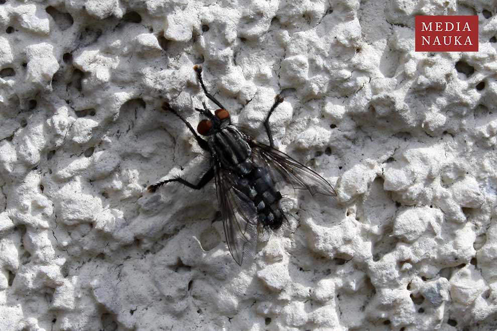 ścierwica mięsówka (Sarcophaga carnaria)