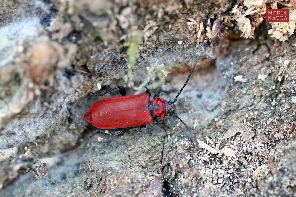 ściga purpurowa (Pyrrhidium sanguineum)