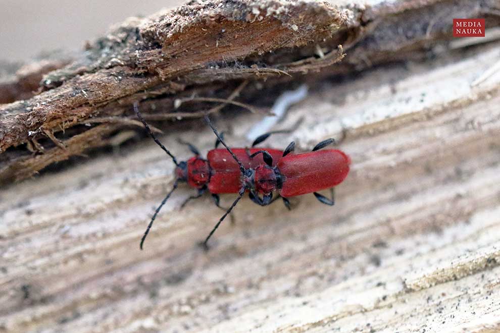 ściga purpurowa (Pyrrhidium sanguineum)