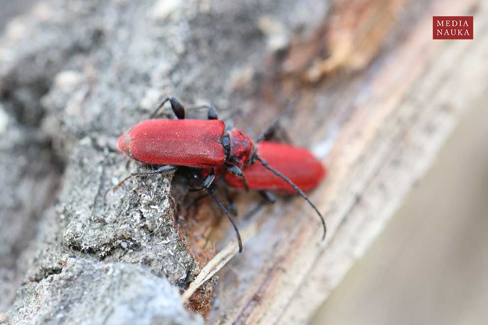 ściga purpurowa (Pyrrhidium sanguineum)