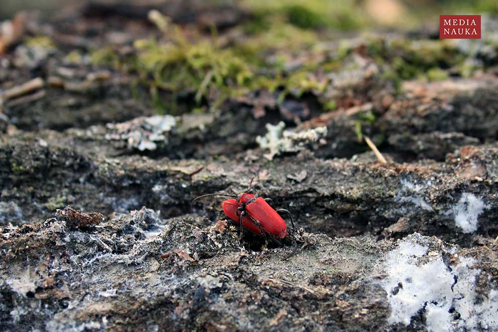 ściga purpurowa (Pyrrhidium sanguineum)