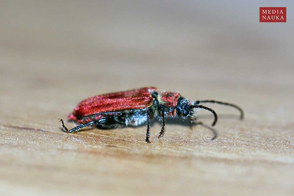 ściga purpurowa (Pyrrhidium sanguineum)