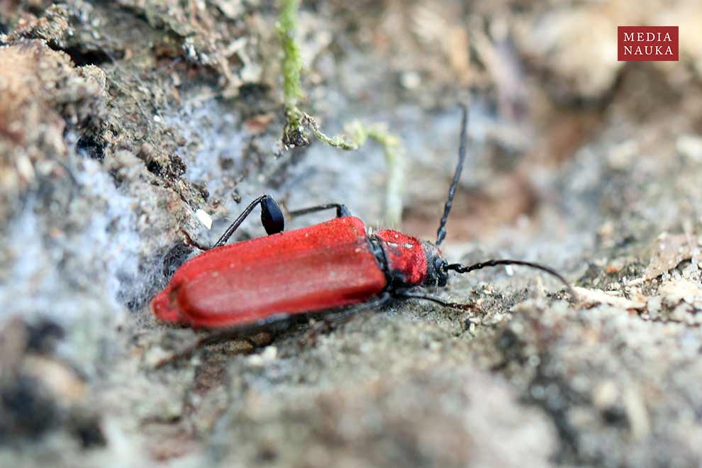 ściga purpurowa (Pyrrhidium sanguineum)