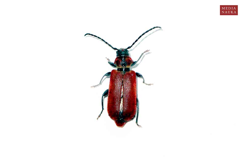 ściga purpurowa (Pyrrhidium sanguineum)