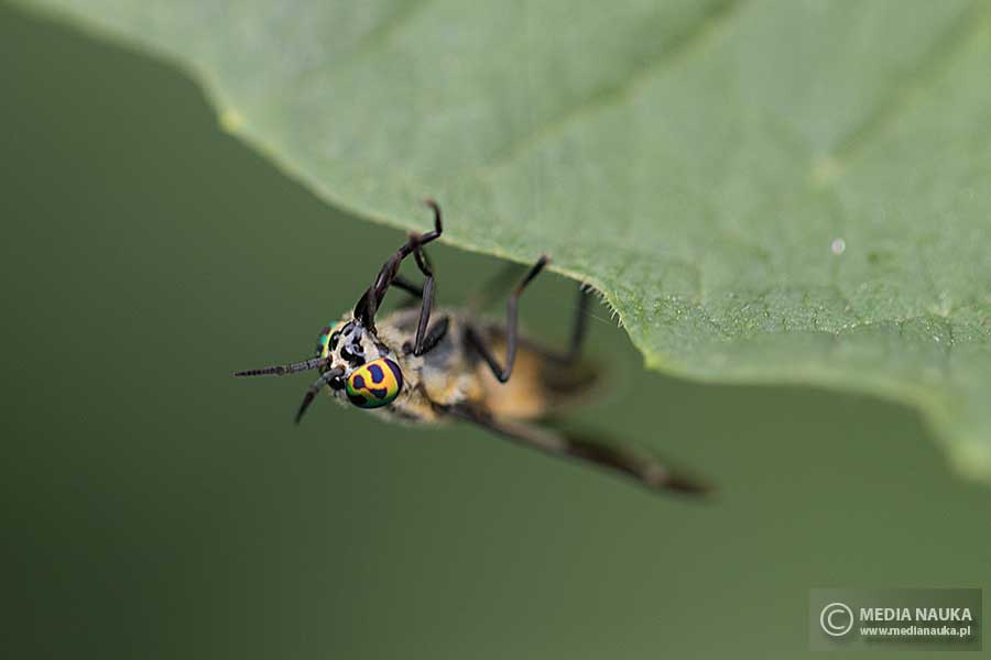 ślepak czarnożółty (Chrysops relictus)