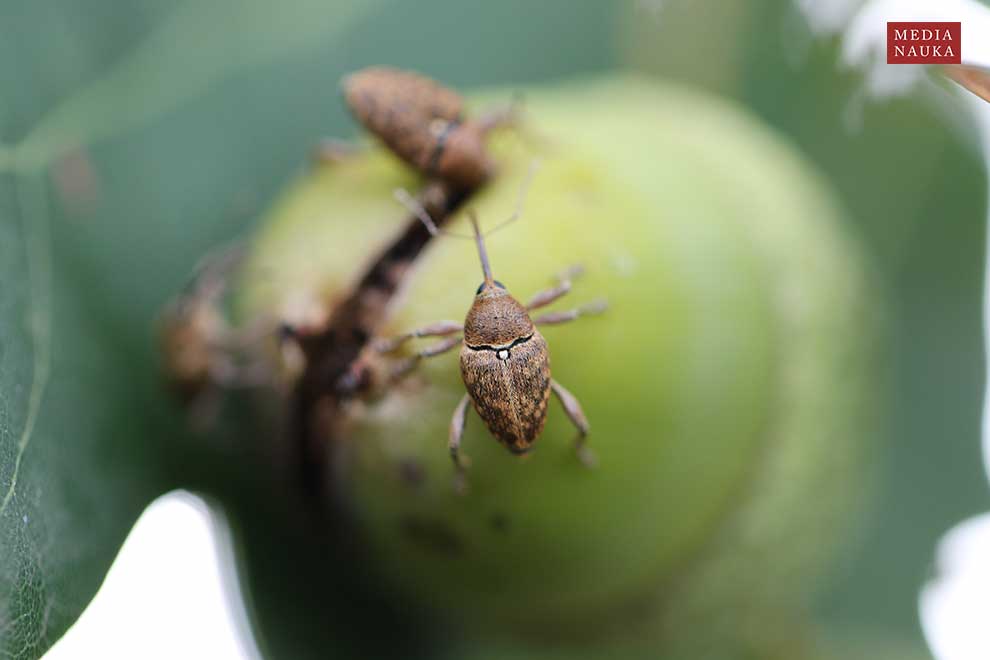 słonik żołędziowiec (Curculio glandium)