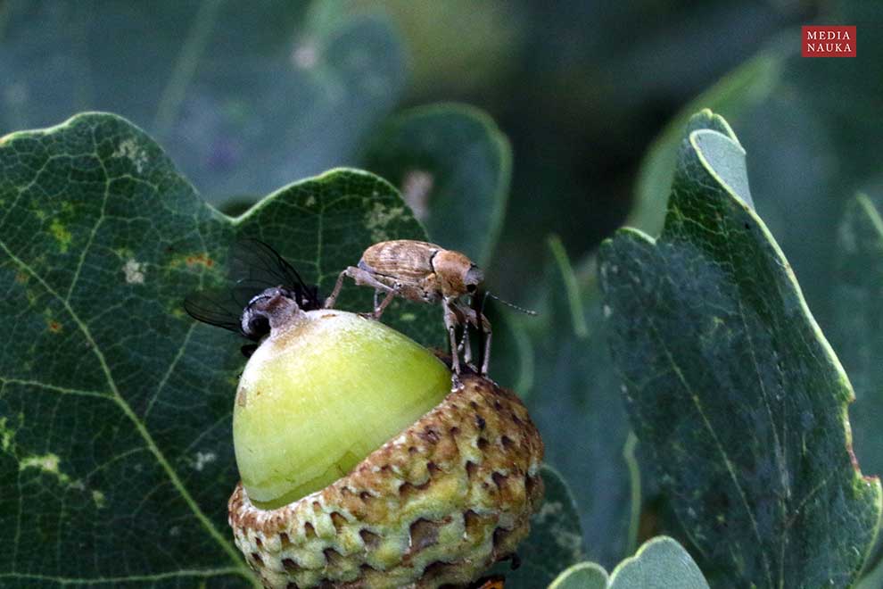słonik żołędziowiec (Curculio glandium)