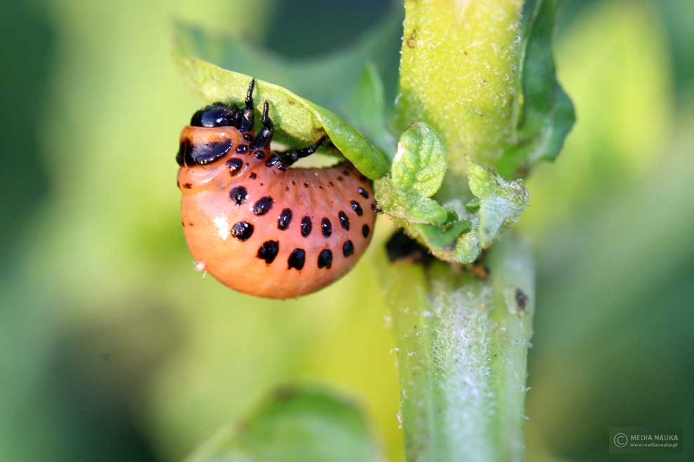 stonka ziemniaczana (Leptinotarsa decemlineata)