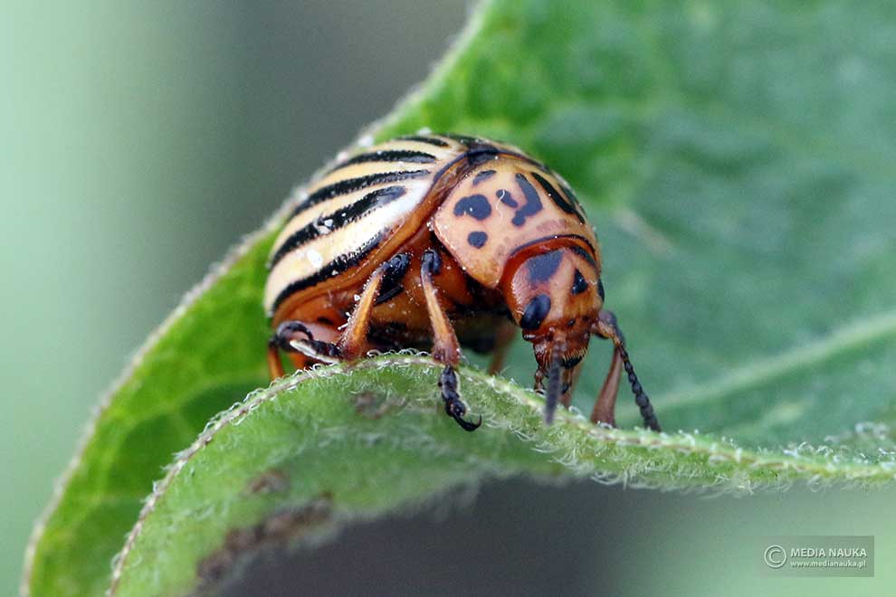 stonka ziemniaczana (Leptinotarsa decemlineata)