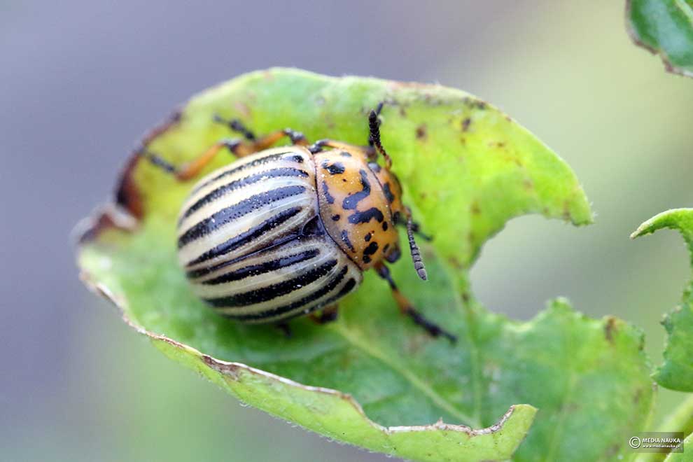 stonka ziemniaczana (Leptinotarsa decemlineata)