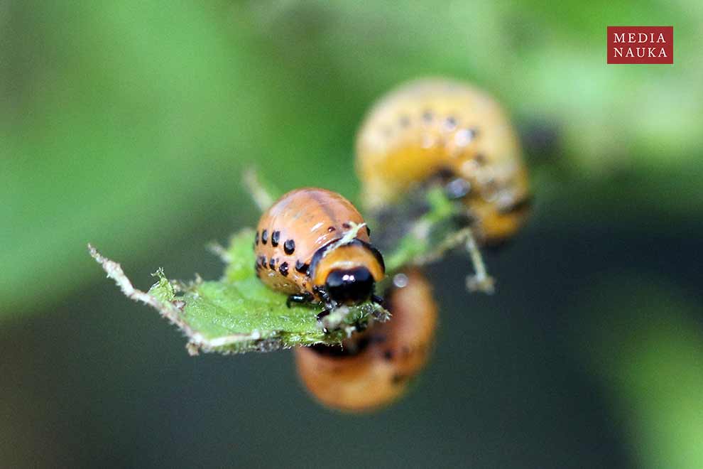 stonka ziemniaczana (Leptinotarsa decemlineata)