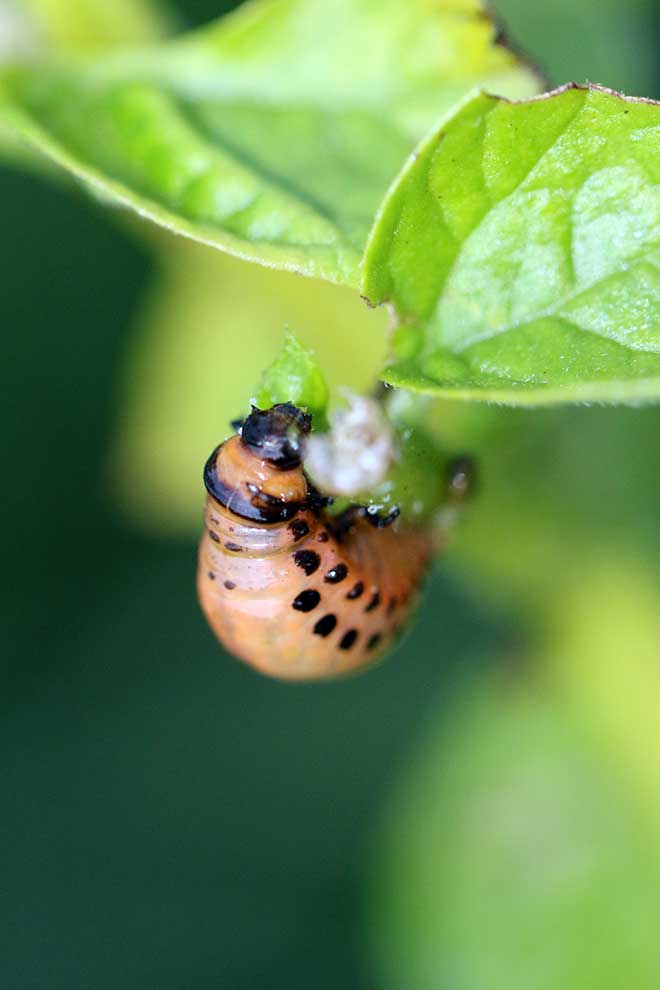 stonka ziemniaczana (Leptinotarsa decemlineata)