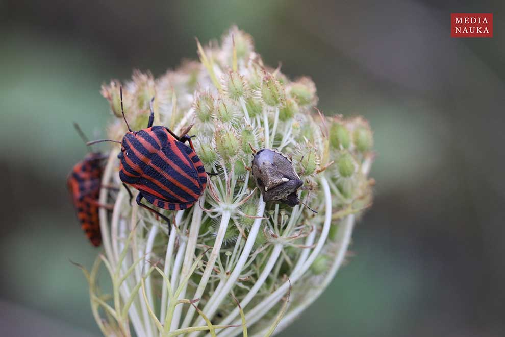 strojnica włoska (Graphosoma italicum)