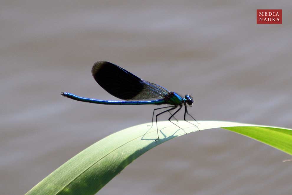 świtezianka błyszcząca (Calopteryx splendens)