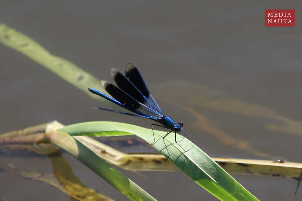 świtezianka błyszcząca (Calopteryx splendens)