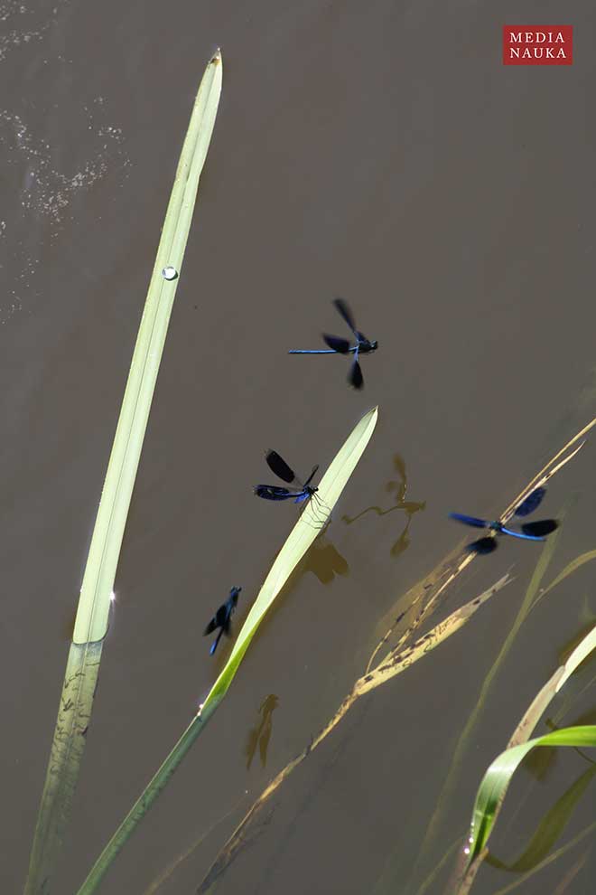 świtezianka błyszcząca (Calopteryx splendens)