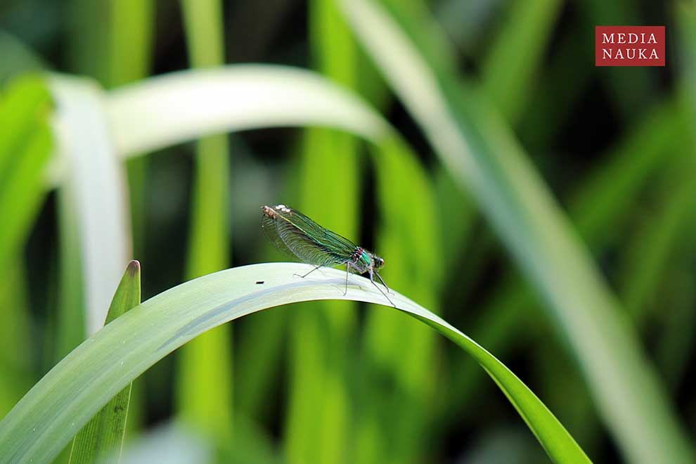 świtezianka błyszcząca (Calopteryx splendens)