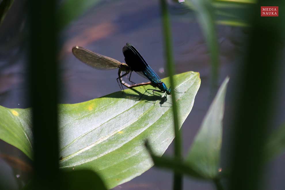 świtezianka błyszcząca (Calopteryx splendens)