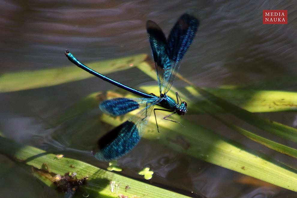 świtezianka błyszcząca (Calopteryx splendens)