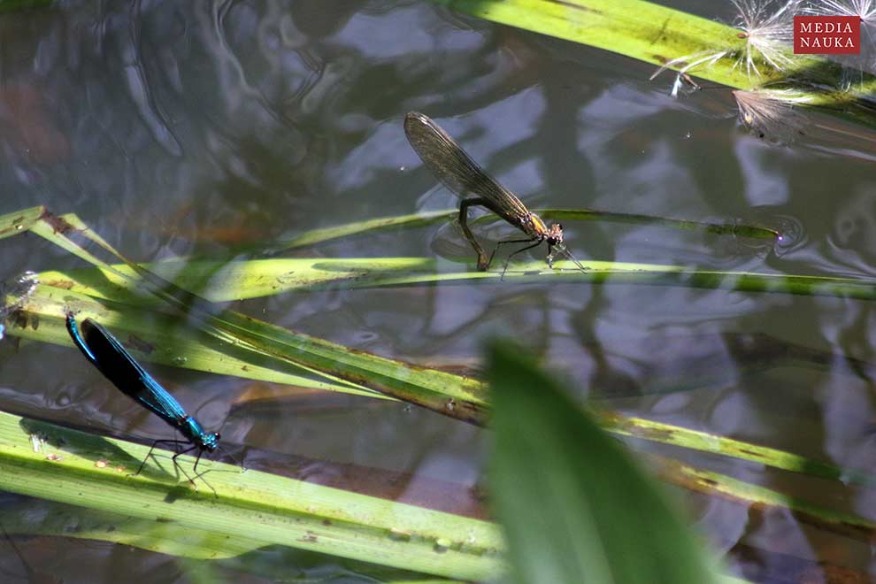 świtezianka błyszcząca (Calopteryx splendens)