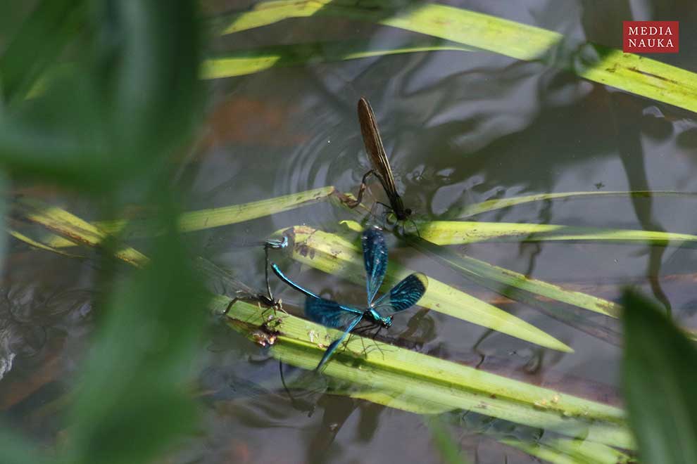 świtezianka błyszcząca (Calopteryx splendens)