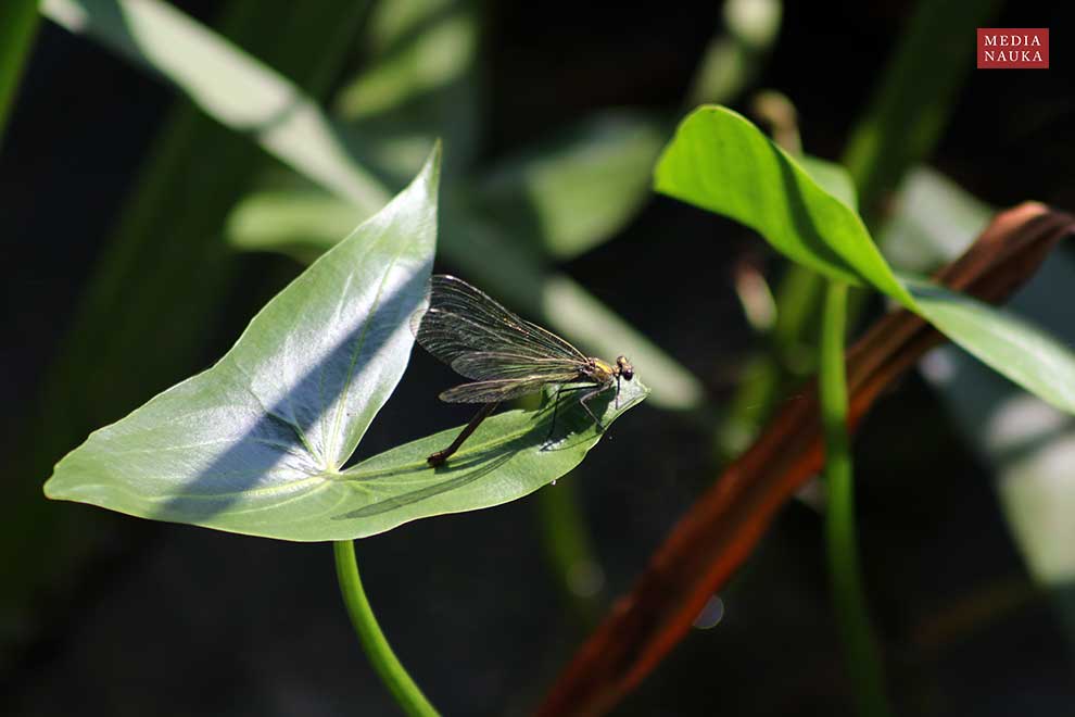 świtezianka błyszcząca (Calopteryx splendens)