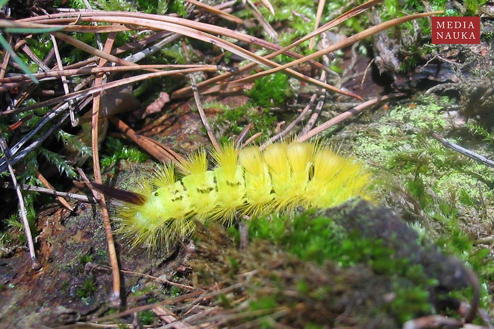 szczotecznica szarawka (Calliteara pudibunda)