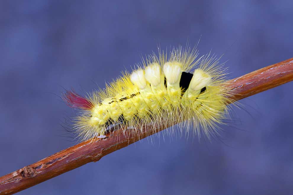 szczotecznica szarawka (Calliteara pudibunda)