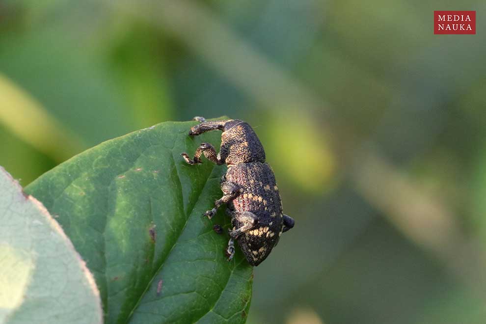 szeliniak sosnowy (Hylobius abietis)