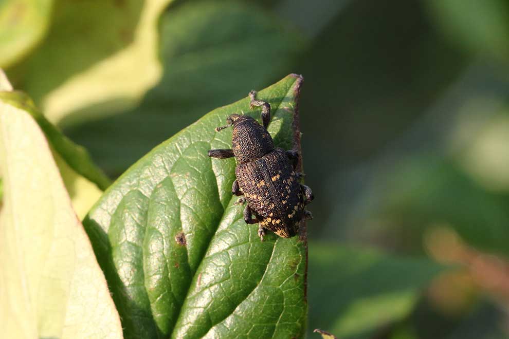 szeliniak sosnowy (Hylobius abietis)